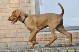 Becket (13 Weeks)