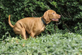 Becket (13 Weeks)