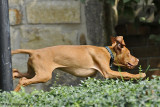 Becket (13 Weeks)