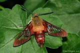 Clearwing Hummingbird Moth (Deceased)