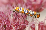Ailanthus Webworm Moth on Joe Pye Weed