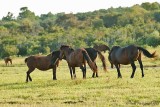 Stallion & Mares