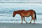 Wild Horse in Corolla