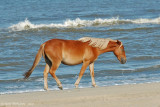 Wild Mare of the Outer Banks
