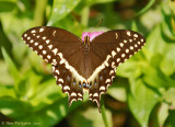 Palamedes Swallowtail (Papilio palamedes)