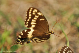 Palamedes Swallowtail (Papilio palamedes)