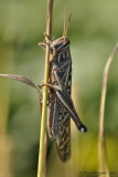 American Bird Grasshopper