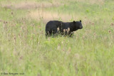 Black Bear