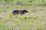Black Bear