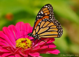 Monarch (Danaus plexippus)