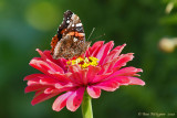 Red Admiral (Vanessa atalanta)