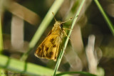 Skipper sp.