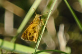 Skipper sp.