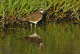 Killdeer
