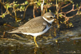 Semipalmated Plover