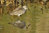 Semipalmated Sandpiper