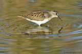 Semipalmated Sandpiper