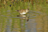 Semipalmated Sandpiper