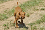Becket