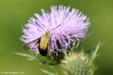 Hummingbird Clearwing (Hemaris thysbe)