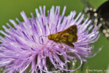 Pecks Skipper