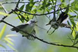 Blue-gray Gnatcatcher Fledgling & Parent