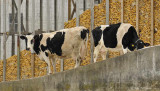 Cows on a Wall