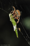 Furrow Spider
