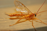 Ichneumon Wasp