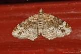 Red-Twin-Spot-(Xanthorhoe-ferrugata)---0077.jpg