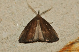 Bronzy Macrochilo Moth -0001.jpg