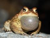 American Toad