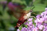 Hummingbird Moth