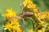 Spider on Goldenrod