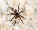 Wolf Spider