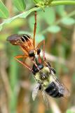Robber Fly (Diogmites neoternatus)
