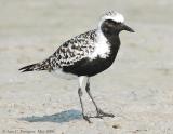 Black-bellied Plover