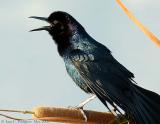 Boat-tailed Grackle - Male