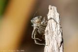 Dragonfly Exuviae