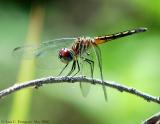 Blue Dasher Female