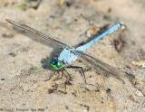 Eastern Pondhawk - Male