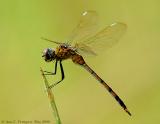 Four-spotted Pennant