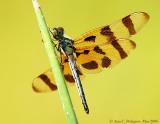 Halloween Pennant