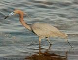 Little Blue Heron