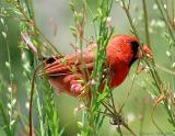 Northern Cardinal