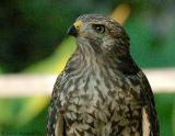 Red-shouldered Hawk 