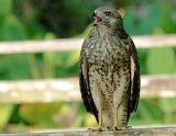 Red-shouldered Hawk 