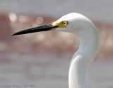 Snowy Egret