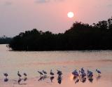 Spoonbills at Sunset