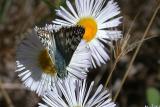 Common Checkered-Skipper